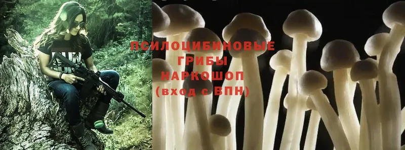 Псилоцибиновые грибы Psilocybine cubensis  Вытегра 